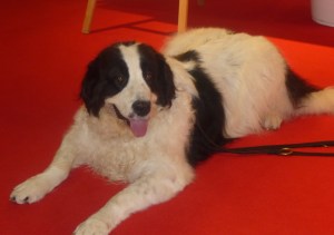 Foto: Therapiehund Bandit