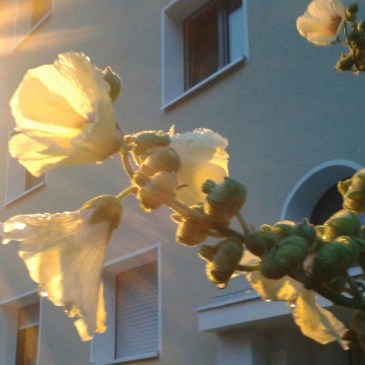 Foto: Blüten im Sonnenlicht