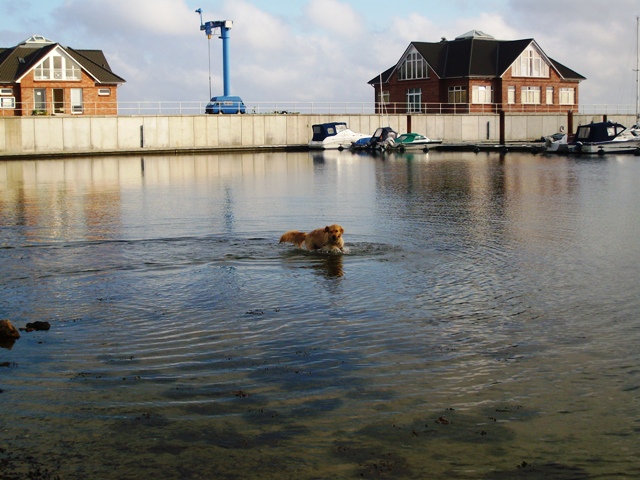 Foto: Hund spielt im Wasser, im Hintergrund ein Hafenanleger