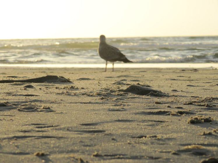 Foto: Möwe am Strand im goldenen Licht